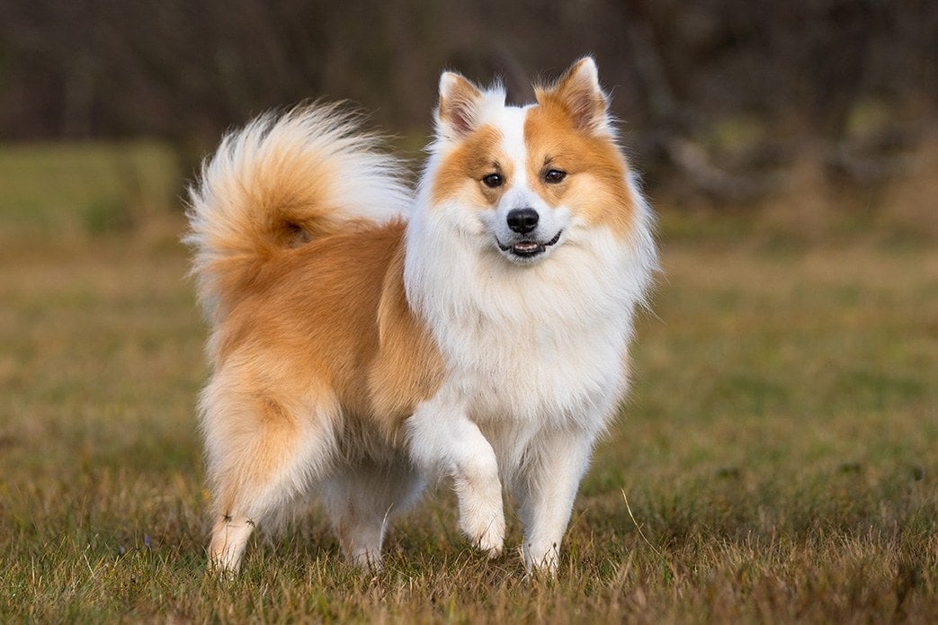 An Icelandic Sheepdog